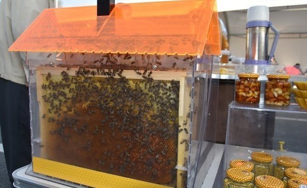 Unwritten Rules of Bee Swarm Simulator 