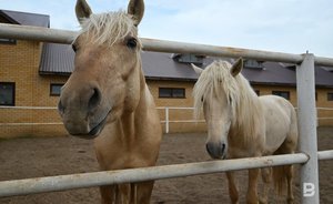 ‘The main thing that pleases is that the Tatars have started breeding horses’