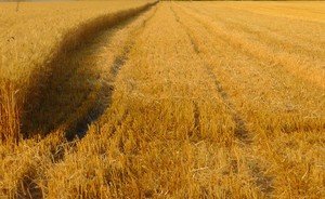 Bad weather to jeopardise Russia’s grain yields