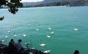 Tourist Zurich: array of swans, shawarma for $10 and 'Fight Erdogan!'