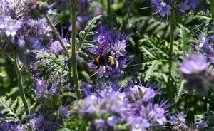 ‘It is not yet clear who will be responsible for this’ — bees continue to die in Tatarstan