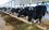 ‘Districts are wary of the development of dairy cattle breeding’