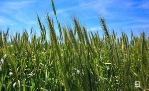 'The soil is dried out': how dry September will influence Tatarstan’s agriculture