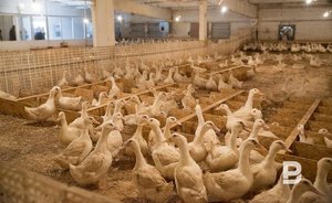 Tatarstan 'encircled' by cases of avian flu and African plague next door