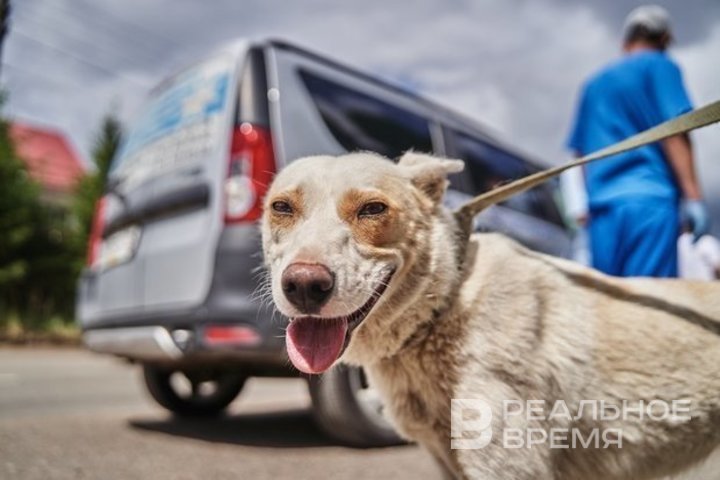 ‘All lawns are messed’: Kazan residents discontented with the lack of containers for dog excrement in city center