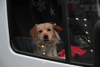 To kill or to sterilise: Tatarstan opposes euthanasia for stray dogs