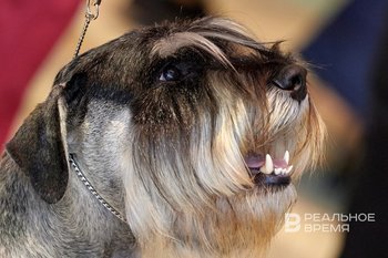 Dog maintenance cost in Tatarstan can reach almost half a million rubles