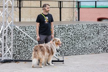 Not to breed homeless animals: the Ministry of Natural Resources to tighten control over the breeding of dogs and cats