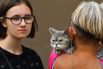 “This is not a business, but an expensive hobby”: kittens in Kazan cost up to 195 thousand rubles