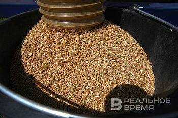 ‘We are selling grains below cost price’: Tatarstan farmers expecting lower harvest