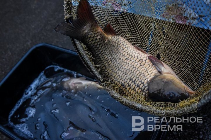 Tatarstan became leader in fishing in Volga region in 2023